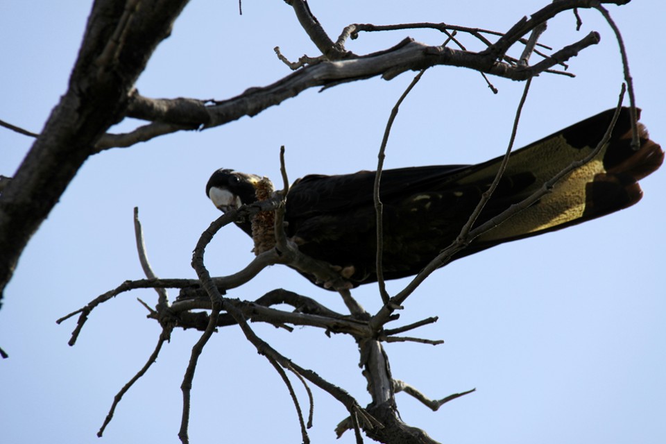 Yellow-tailed Black-Cockatoo (Calyptorhynchus funereus)